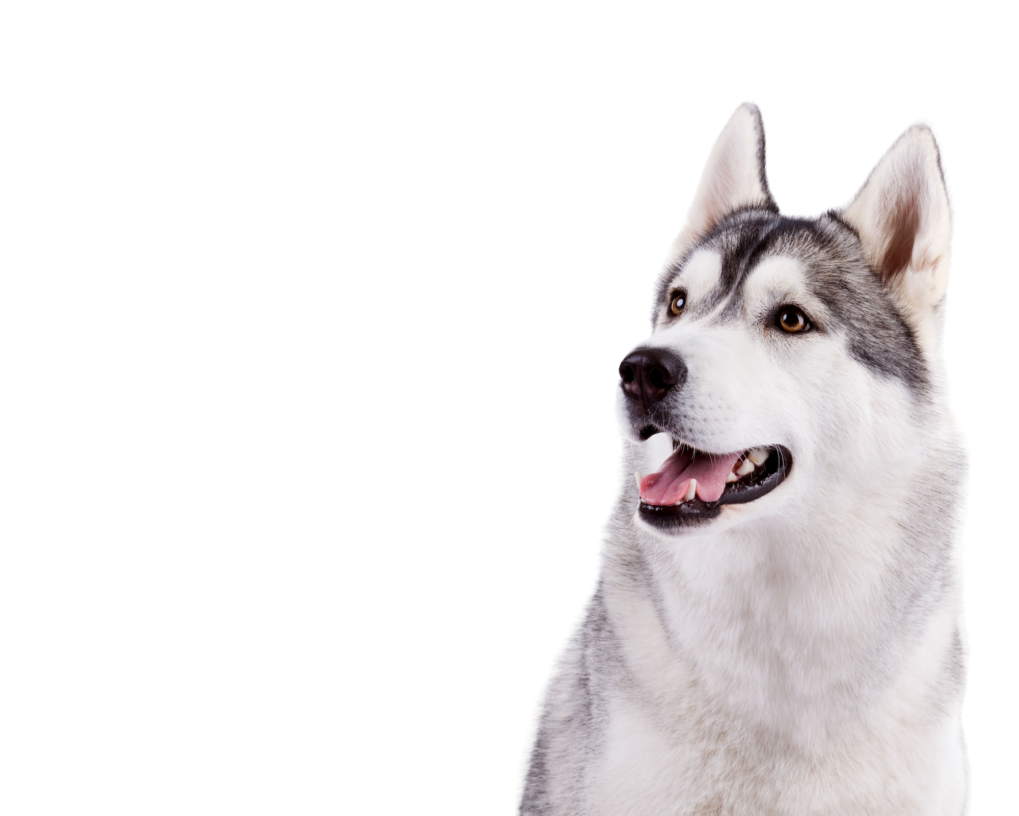 Image is not available