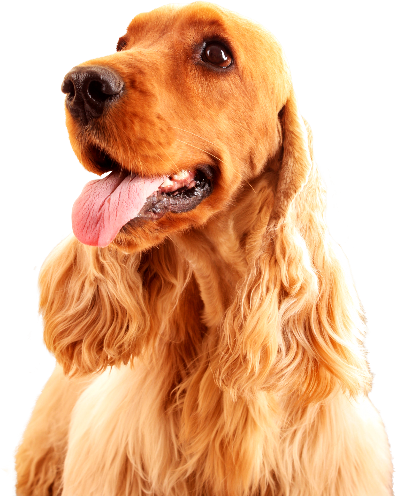 Image is not available